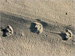 Möwenspuren im frischen Sand