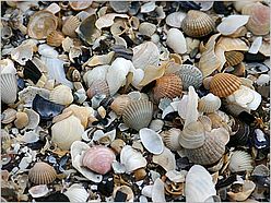 Muscheln - angespült nach einem Sturm